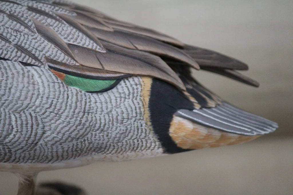Green-winged Teal Drake