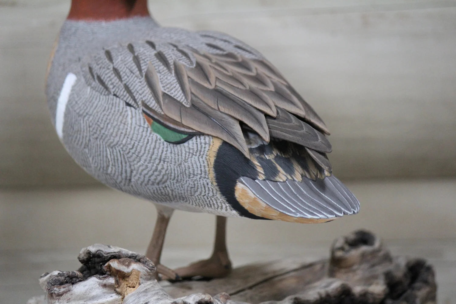 Green-winged Teal Drake