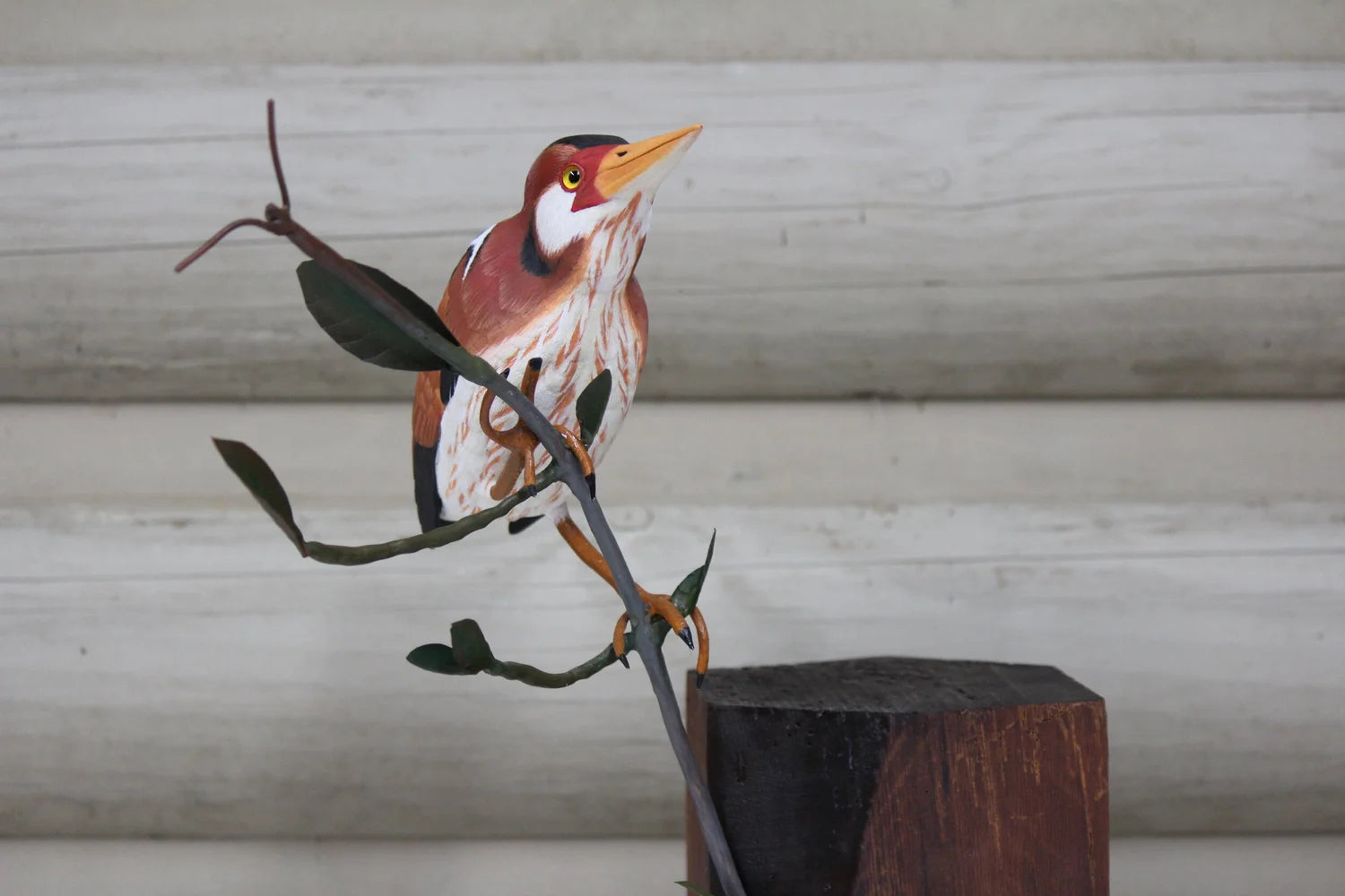 Least Bittern
