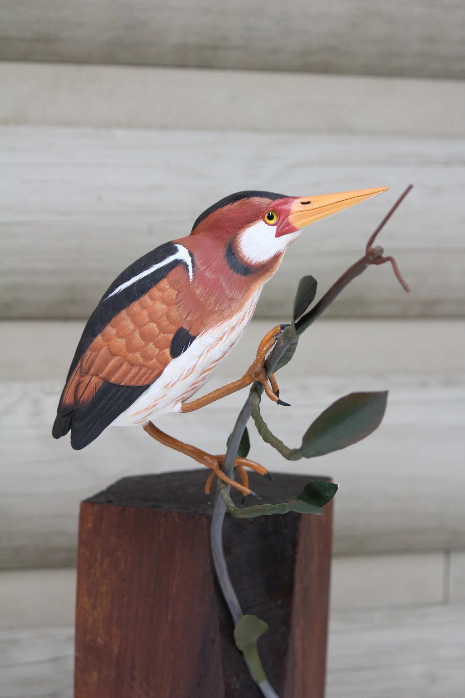 Least Bittern