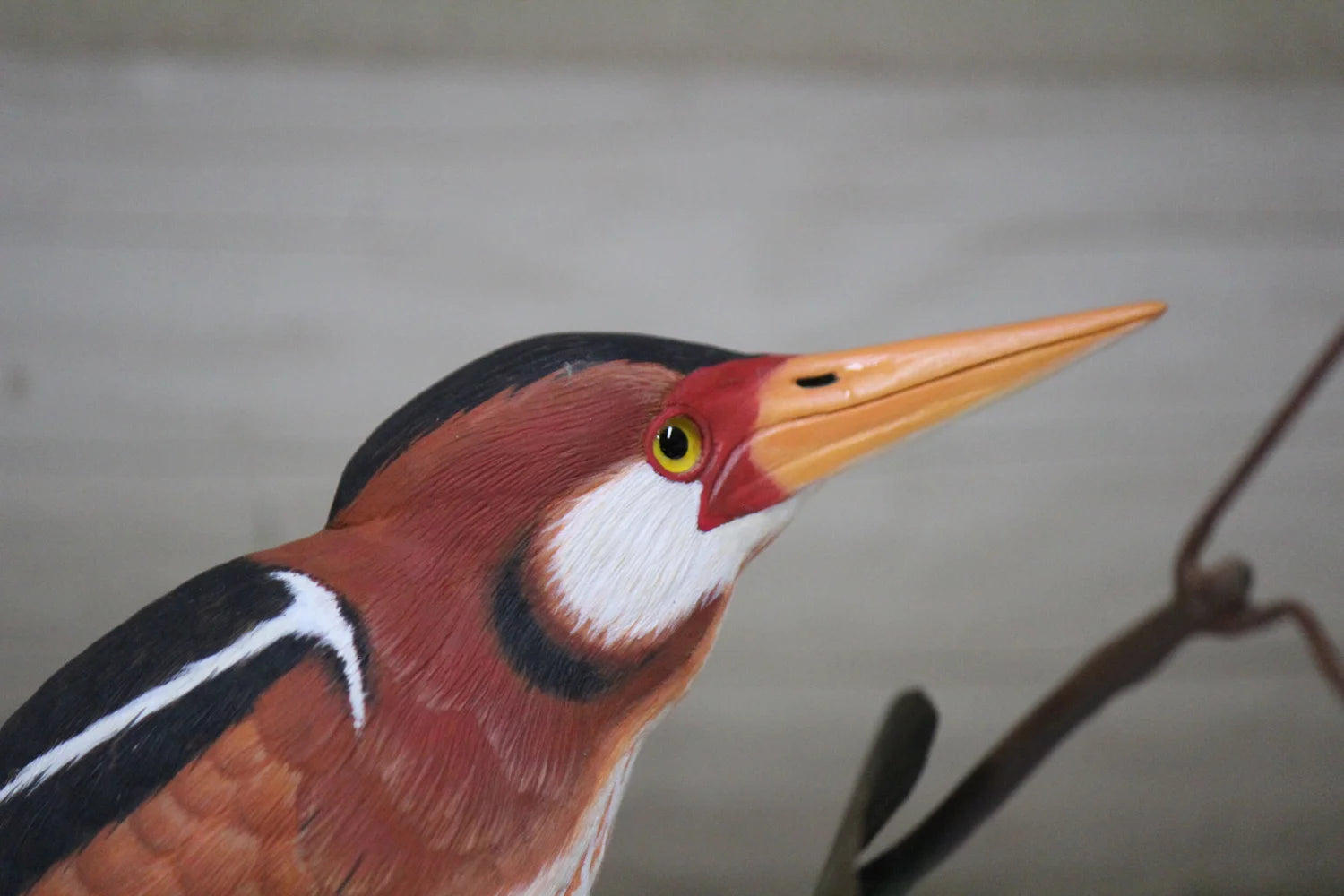 Least Bittern