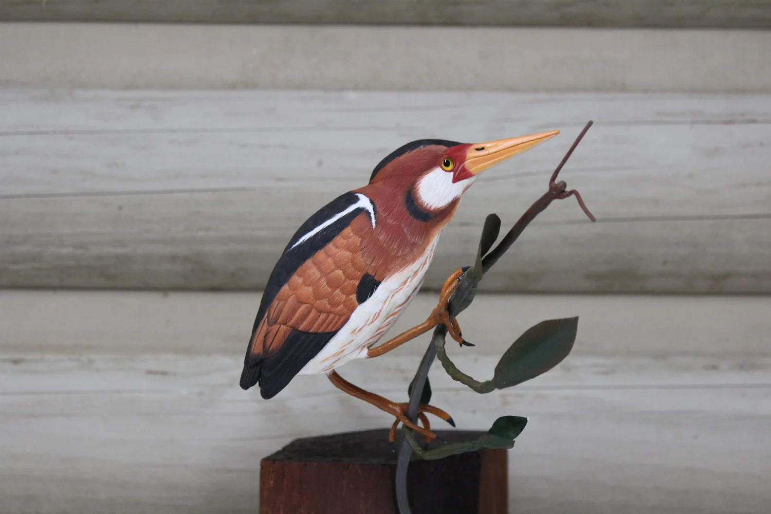 Least Bittern