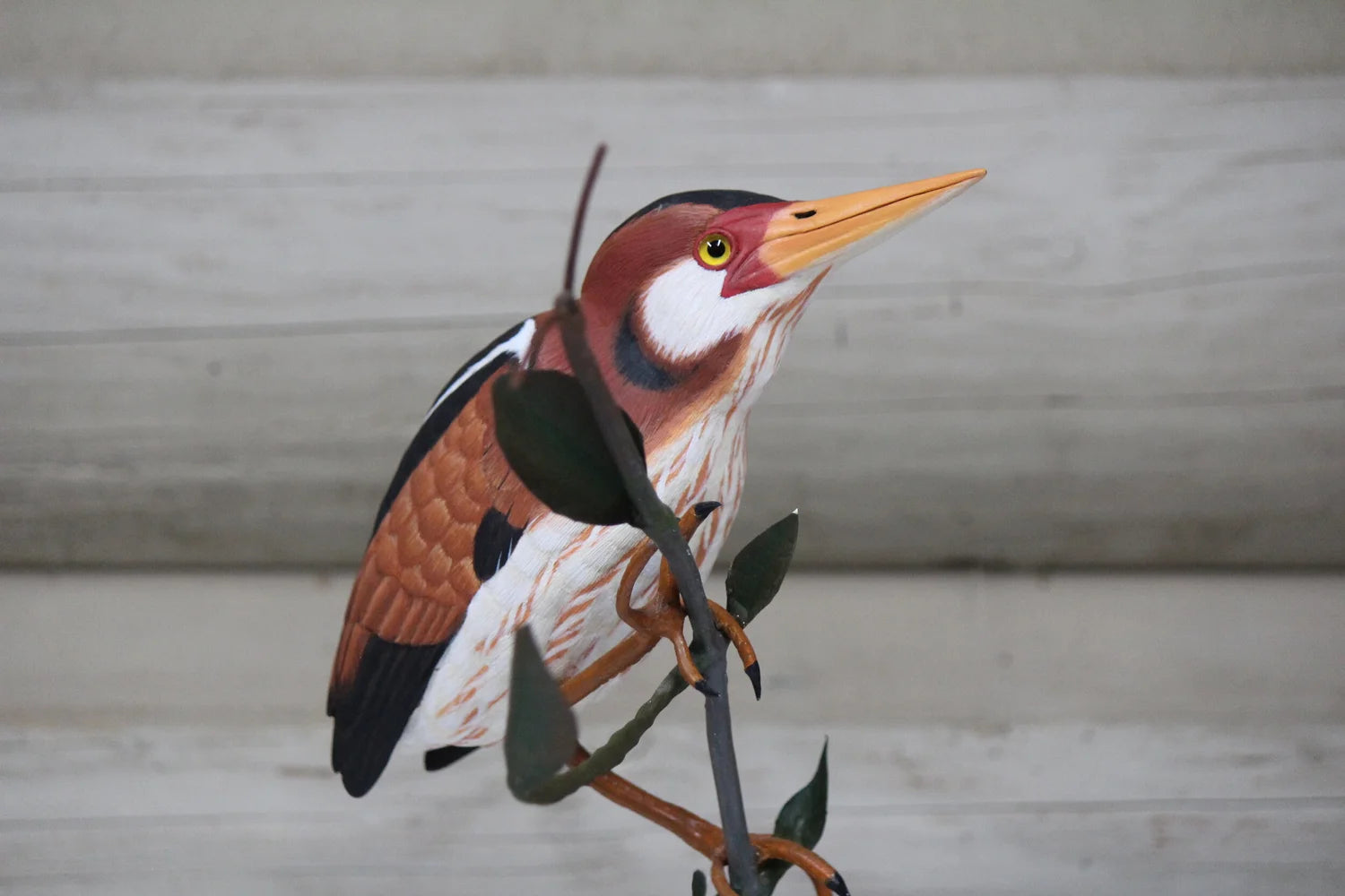 Least Bittern
