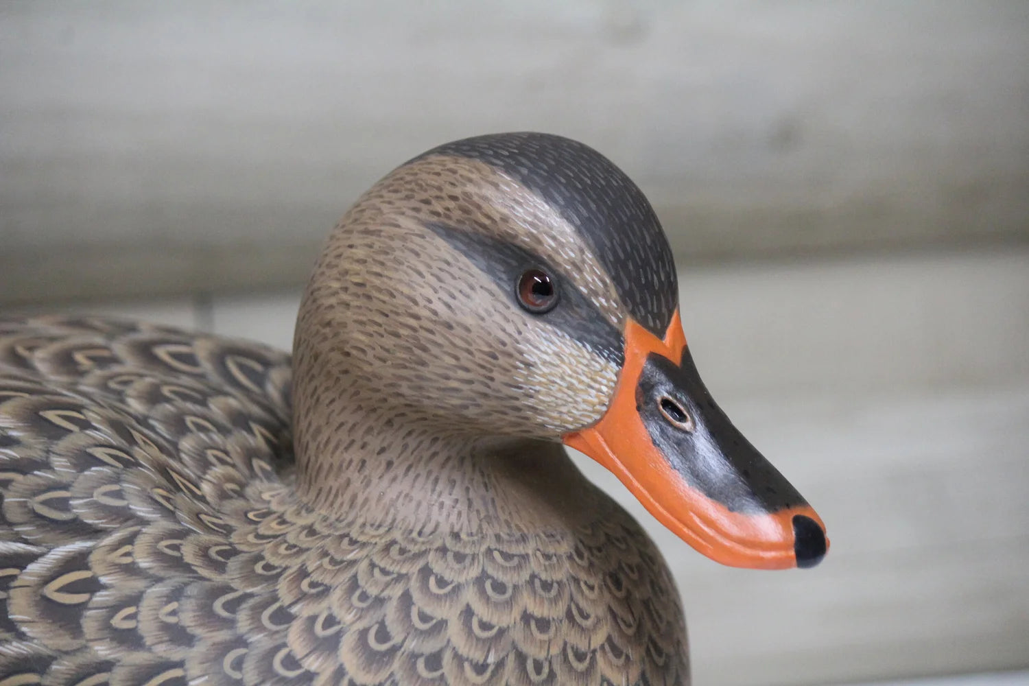 Mallards