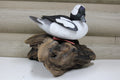 Bufflehead