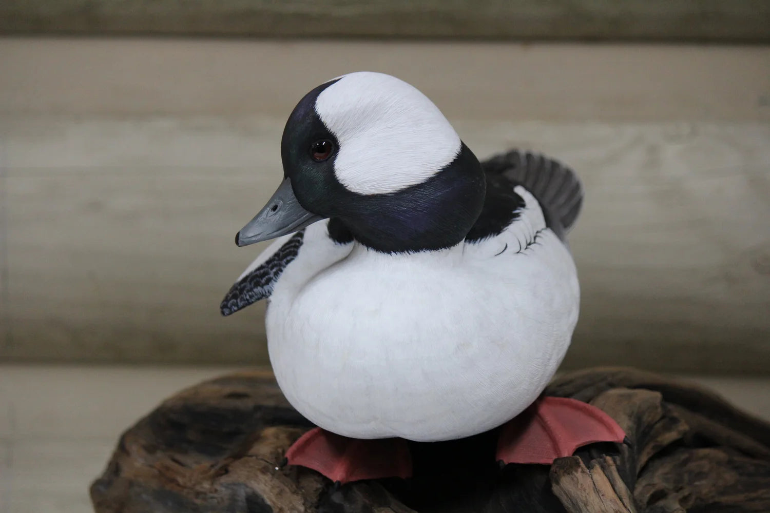 Bufflehead