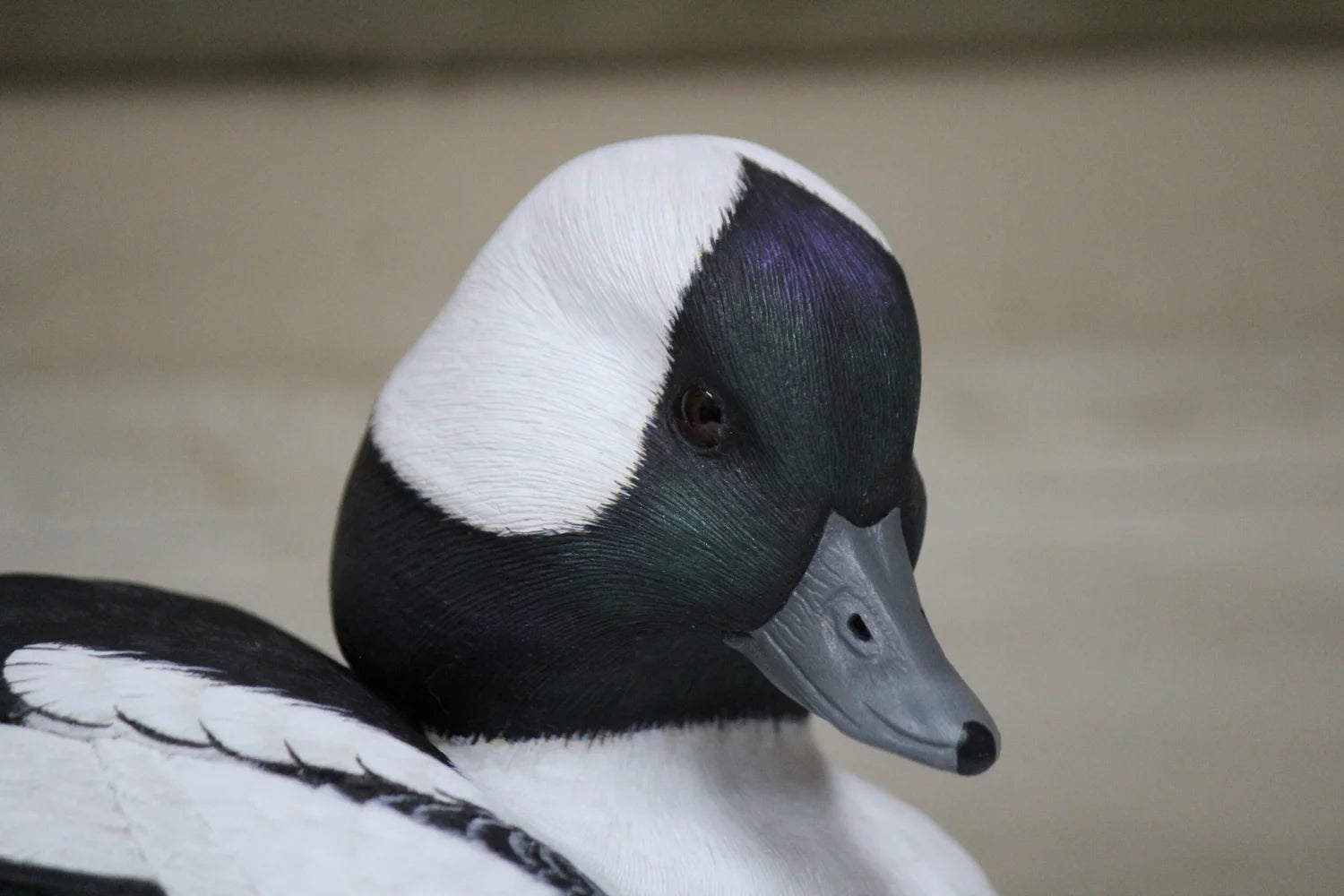 Bufflehead