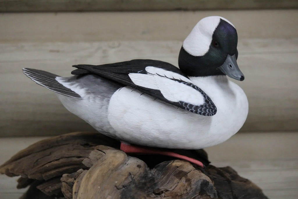 Bufflehead