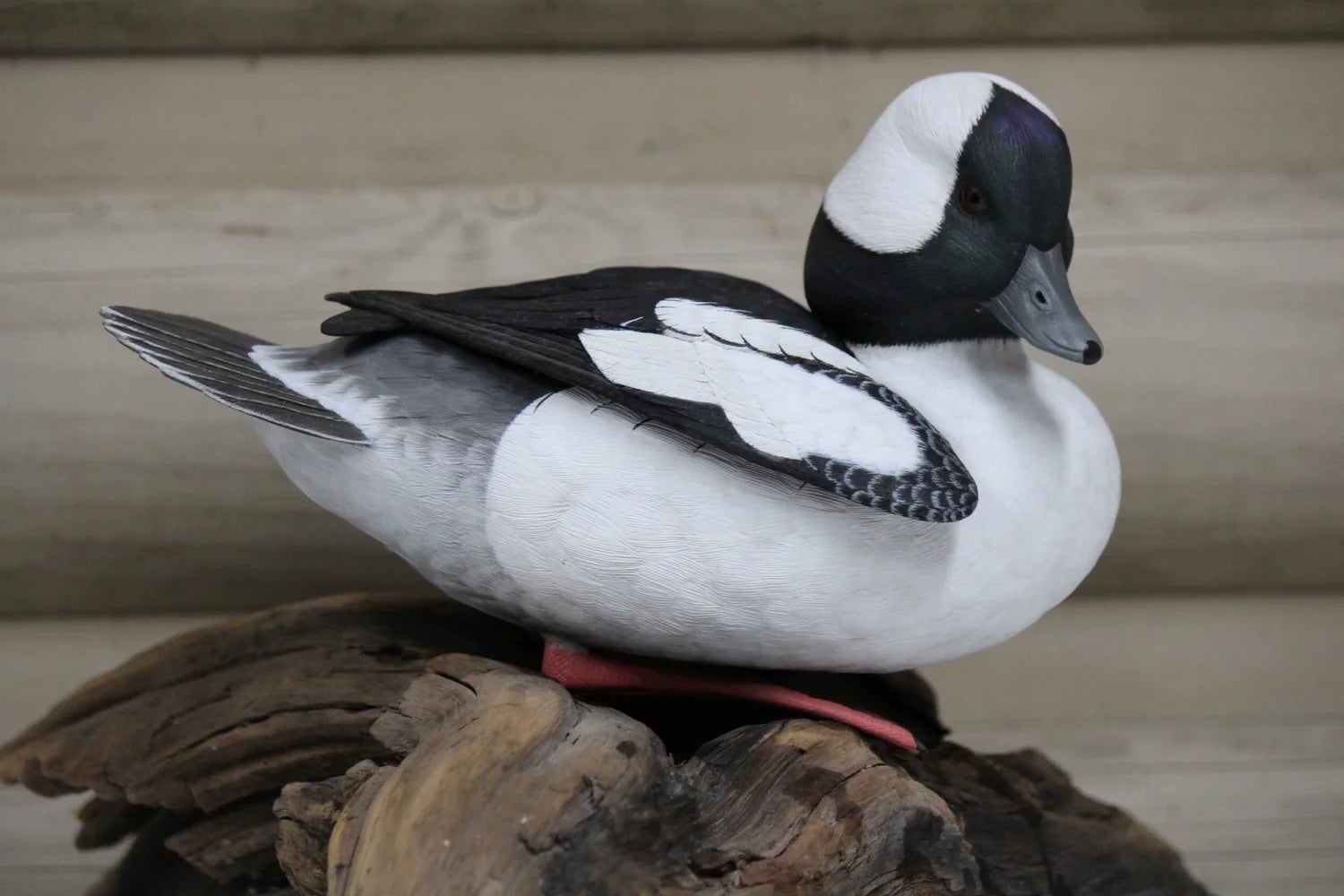 Bufflehead