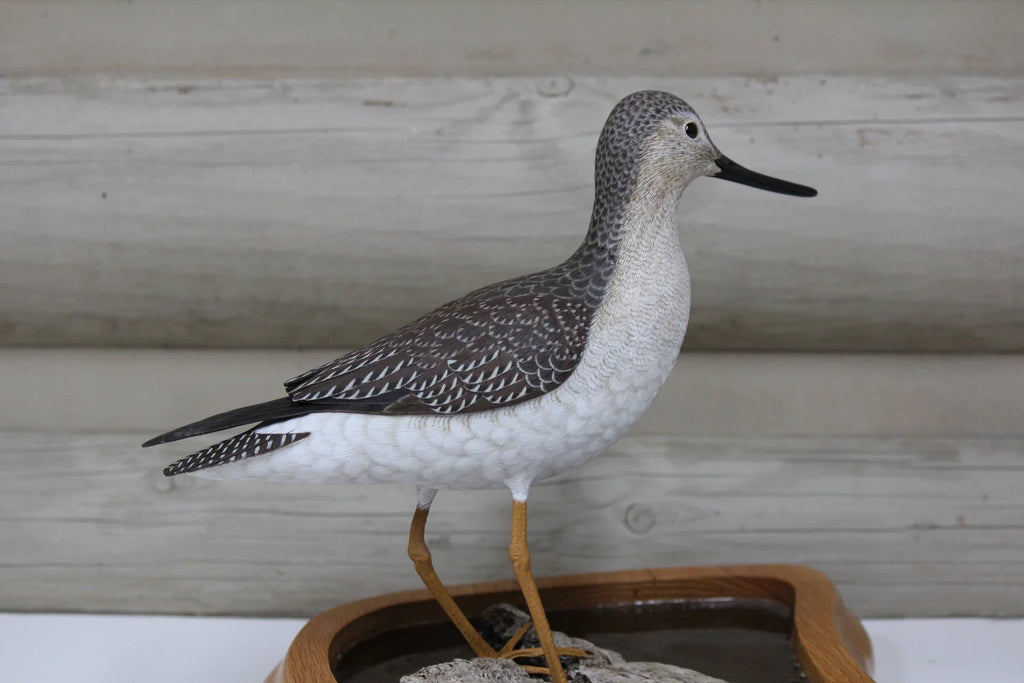 Greater Yellowlegs