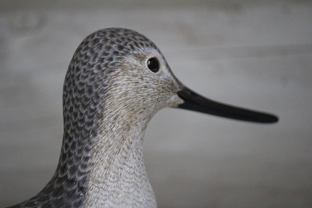 Greater Yellowlegs