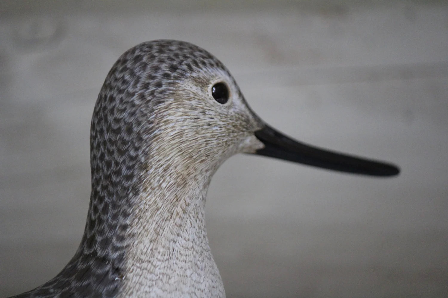 Greater Yellowlegs