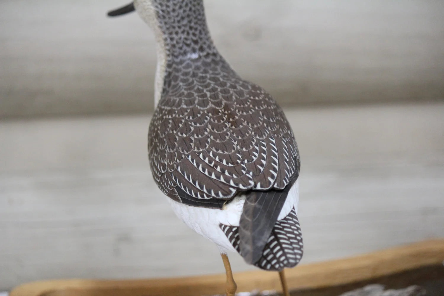 Greater Yellowlegs
