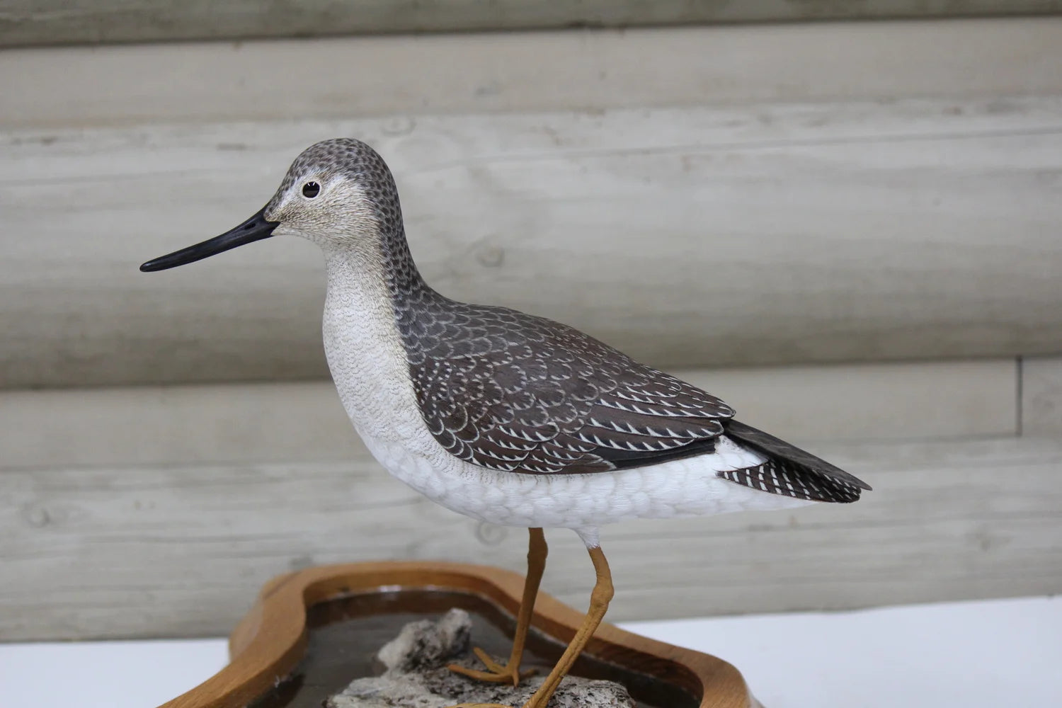 Greater Yellowlegs