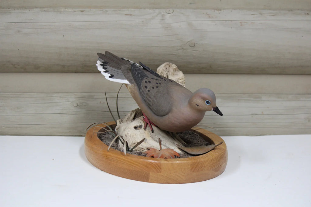 Mourning Dove