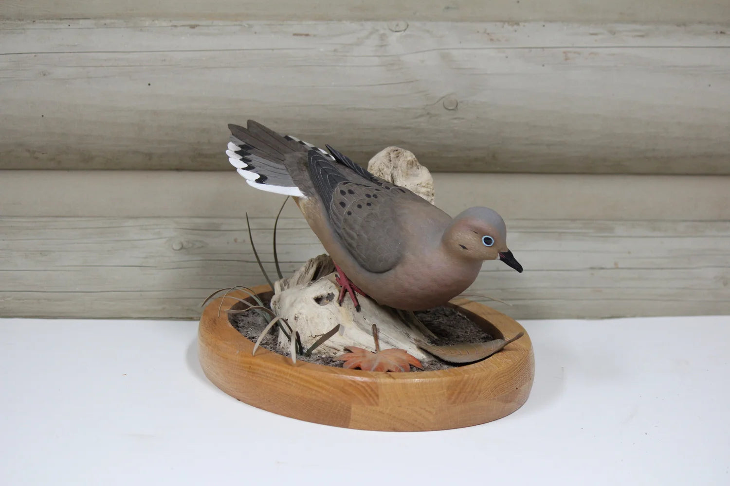 Mourning Dove