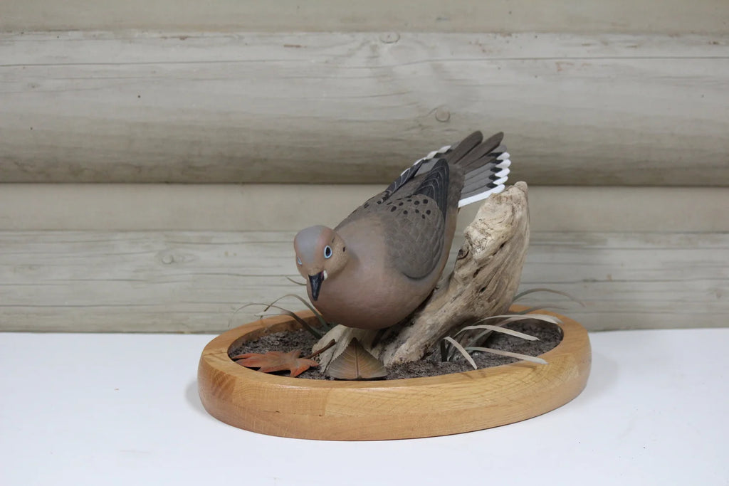 Mourning Dove