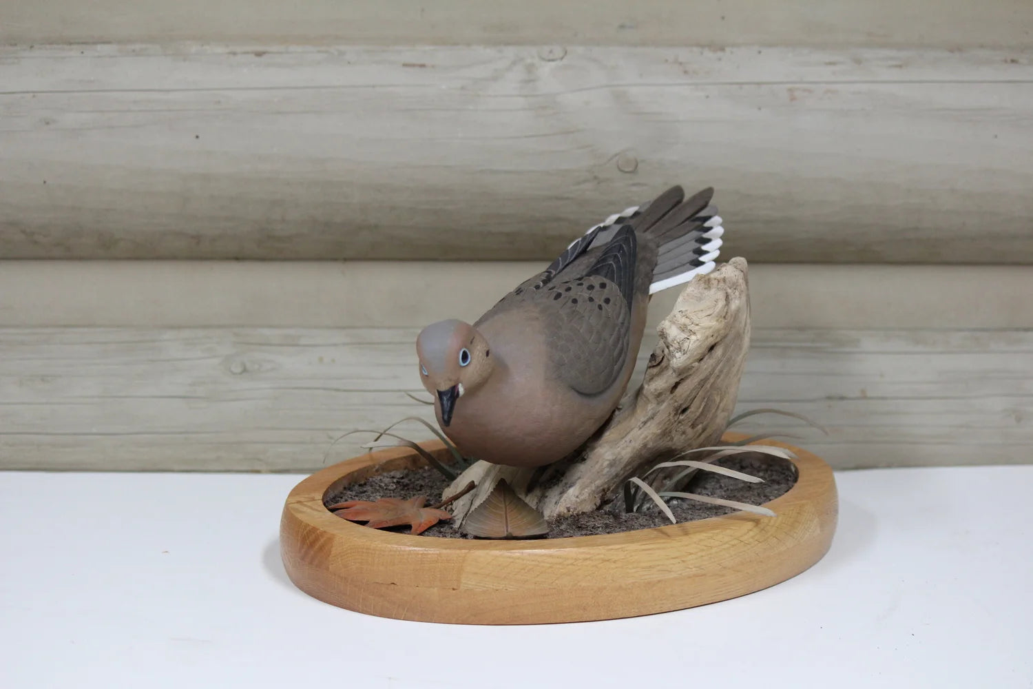 Mourning Dove