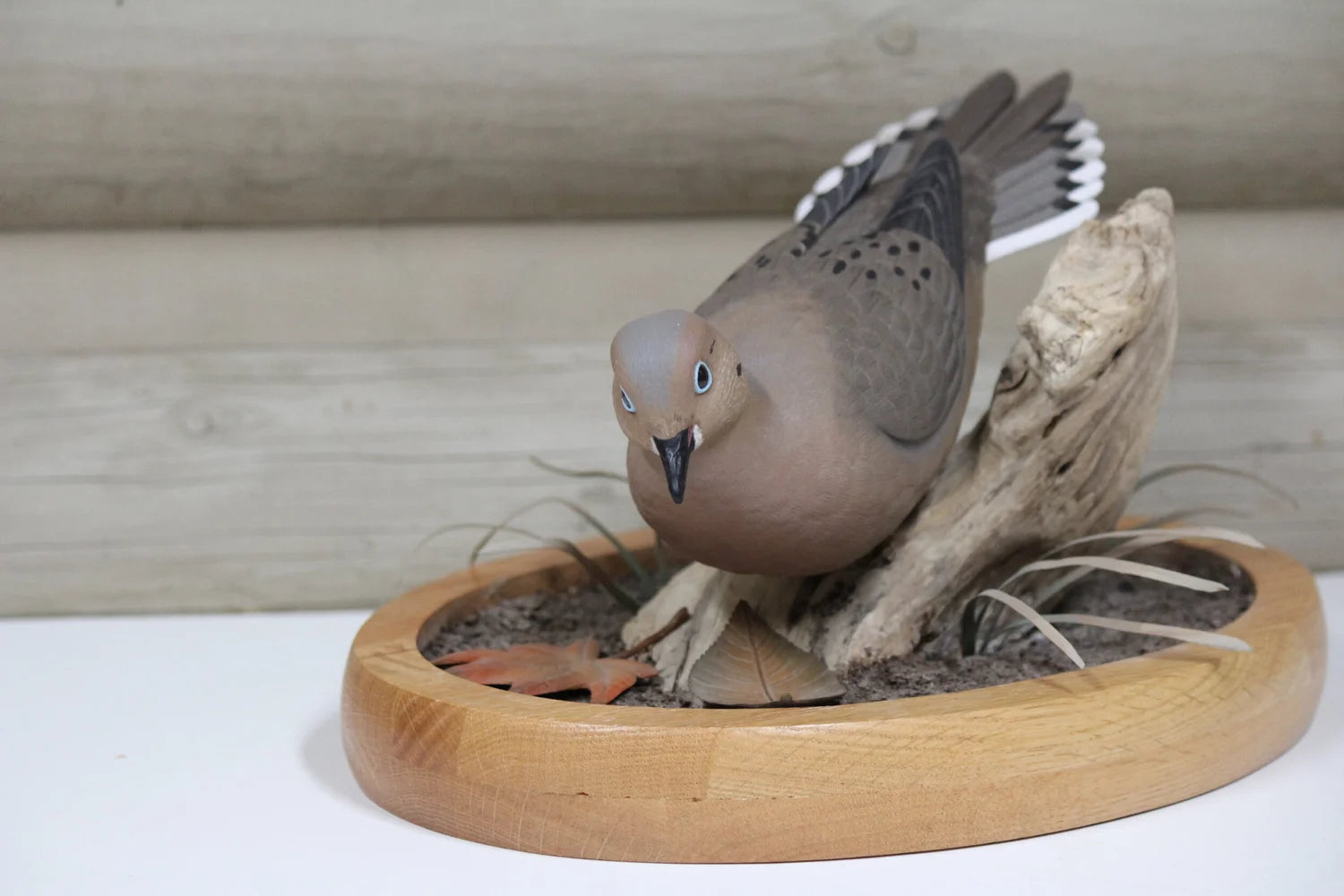 Mourning Dove