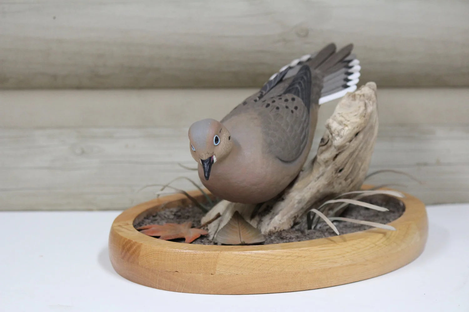 Mourning Dove