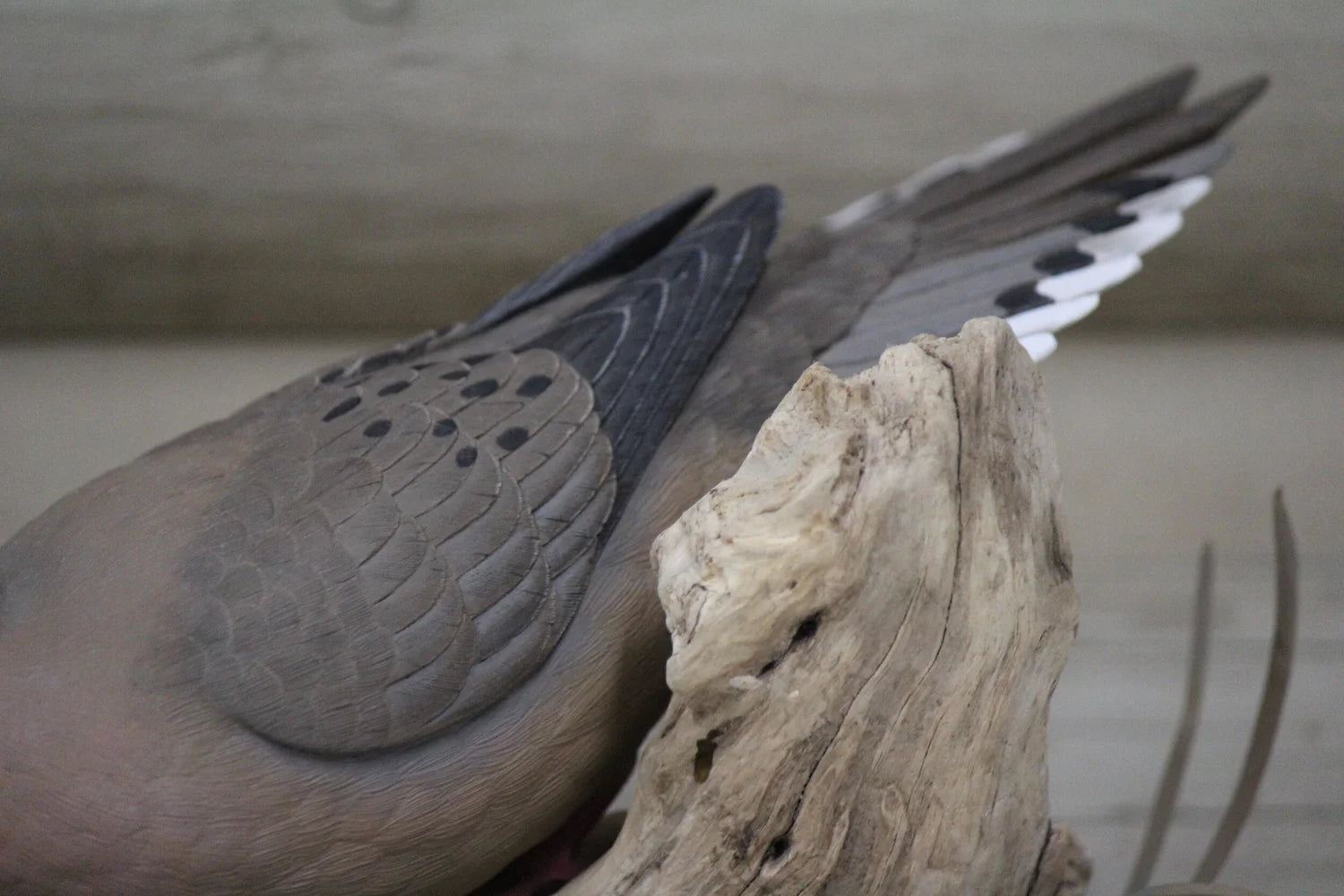Mourning Dove