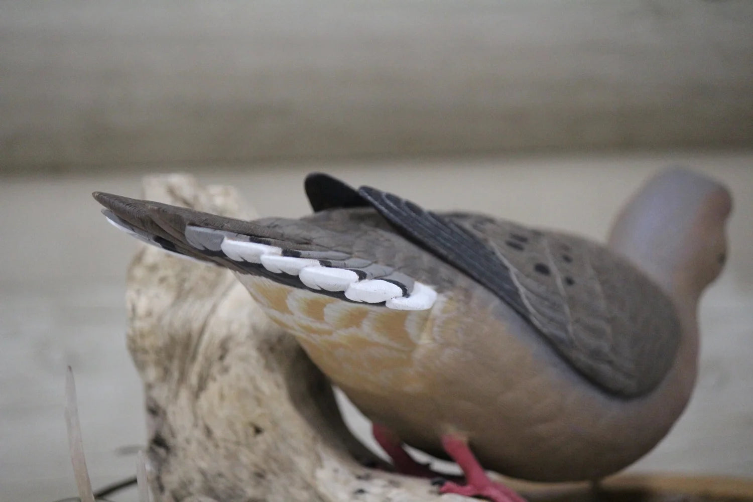 Mourning Dove