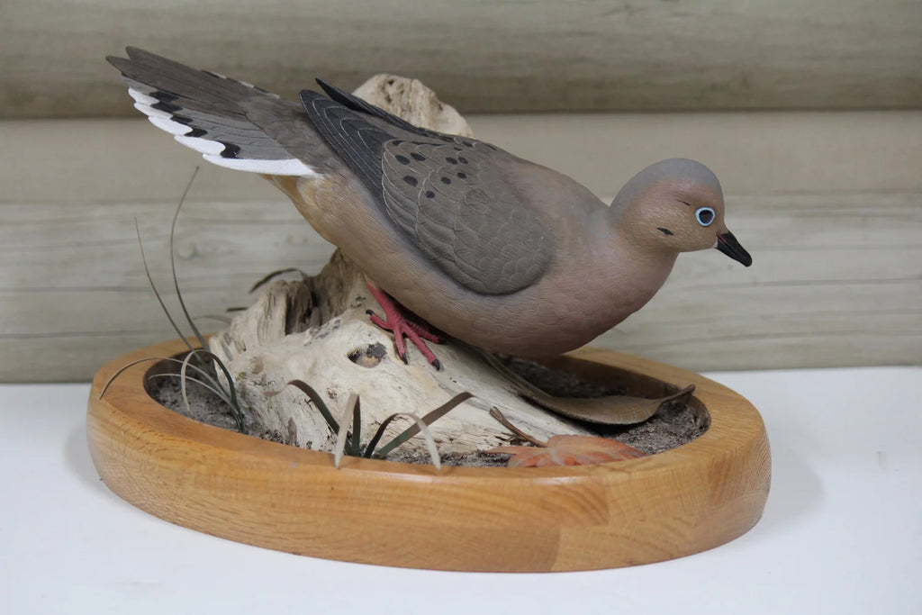 Mourning Dove