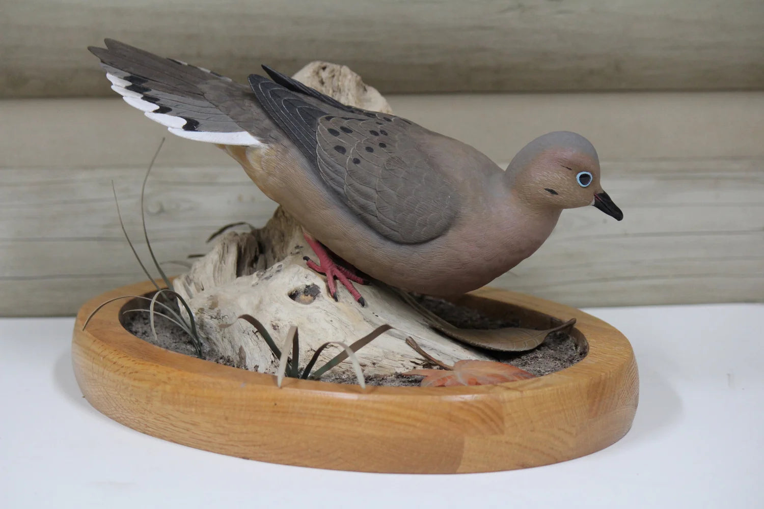 Mourning Dove