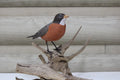 Robin