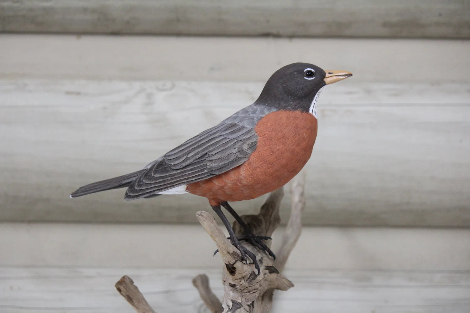 Robin
