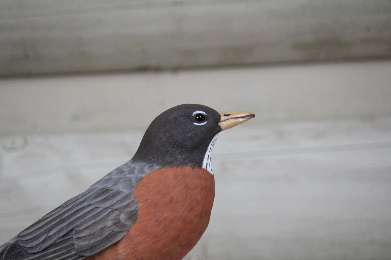 Robin