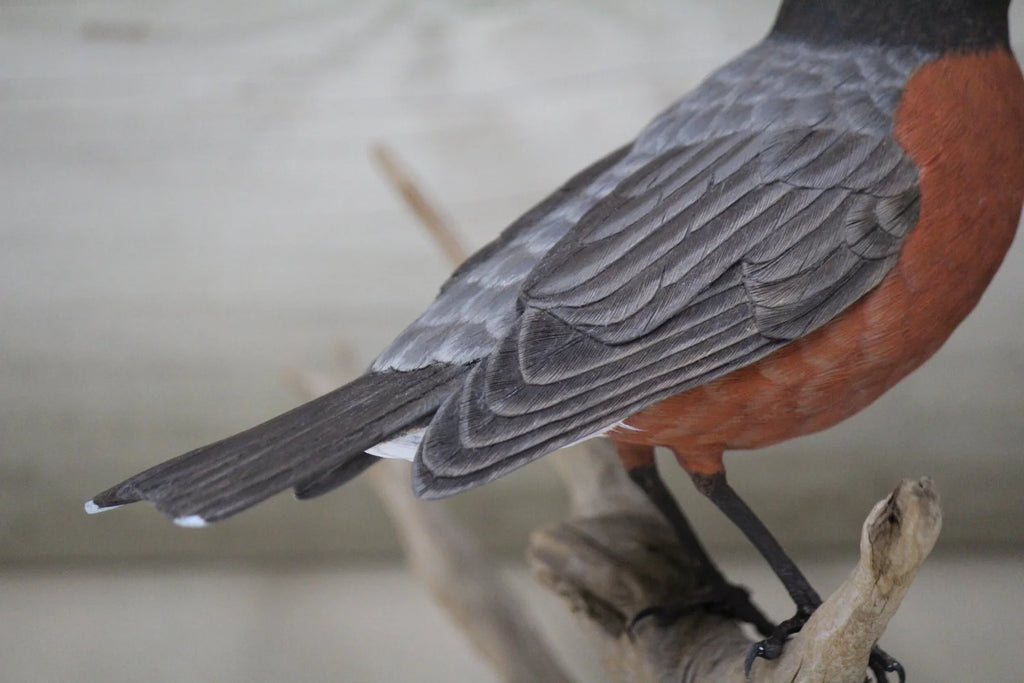 Robin