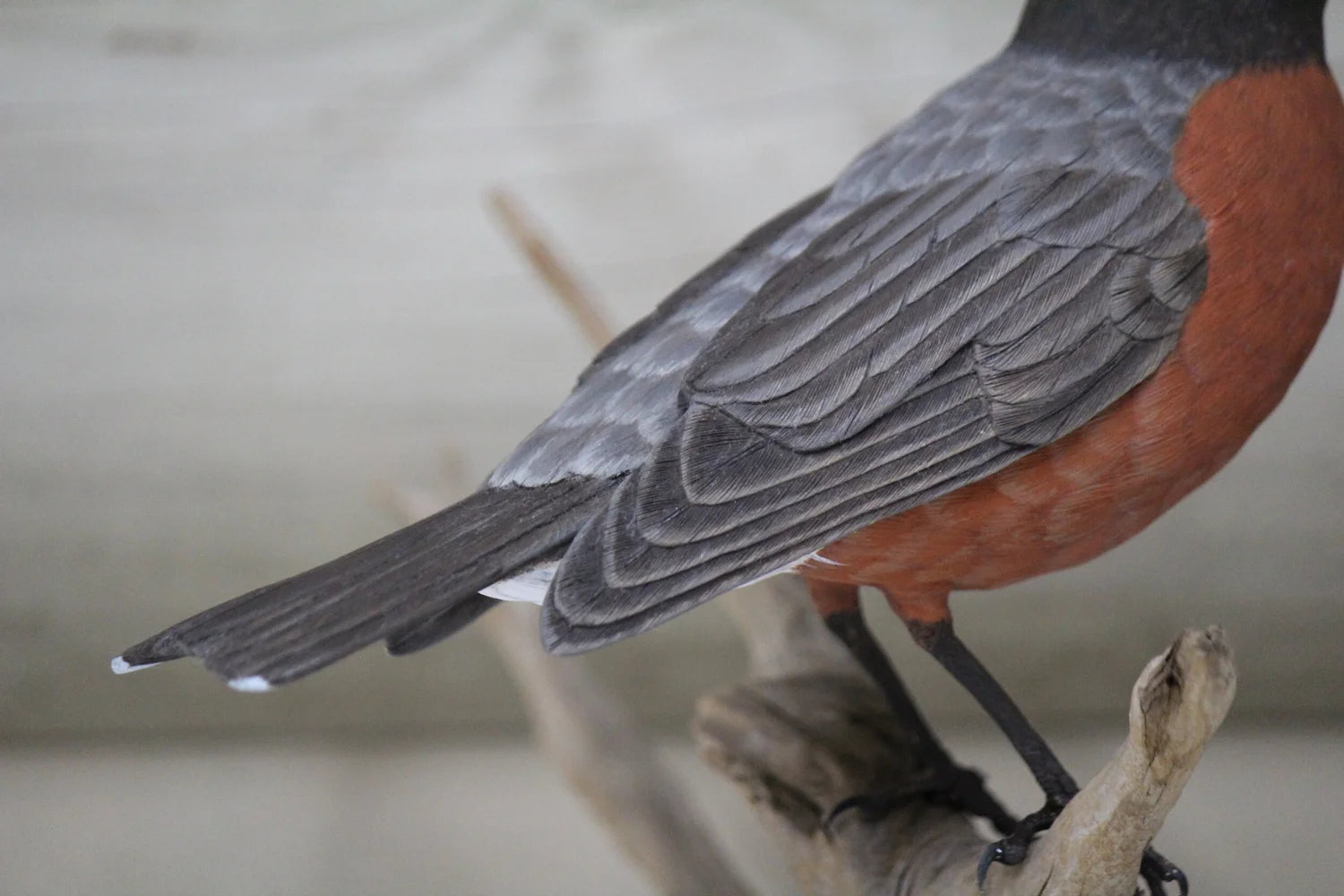 Robin