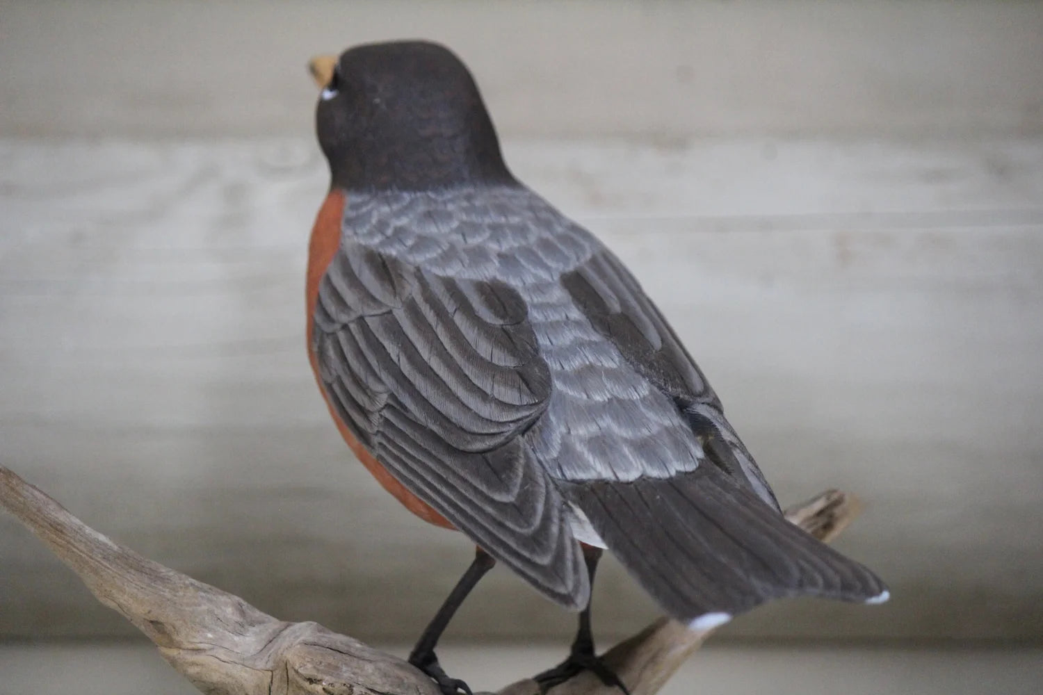 Robin