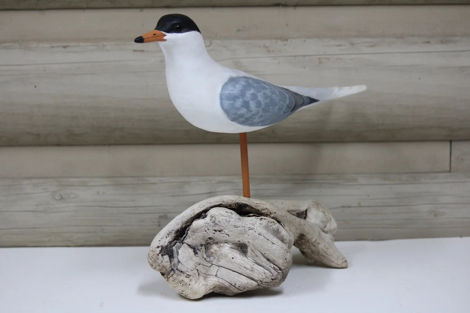 Black Headed Gull
