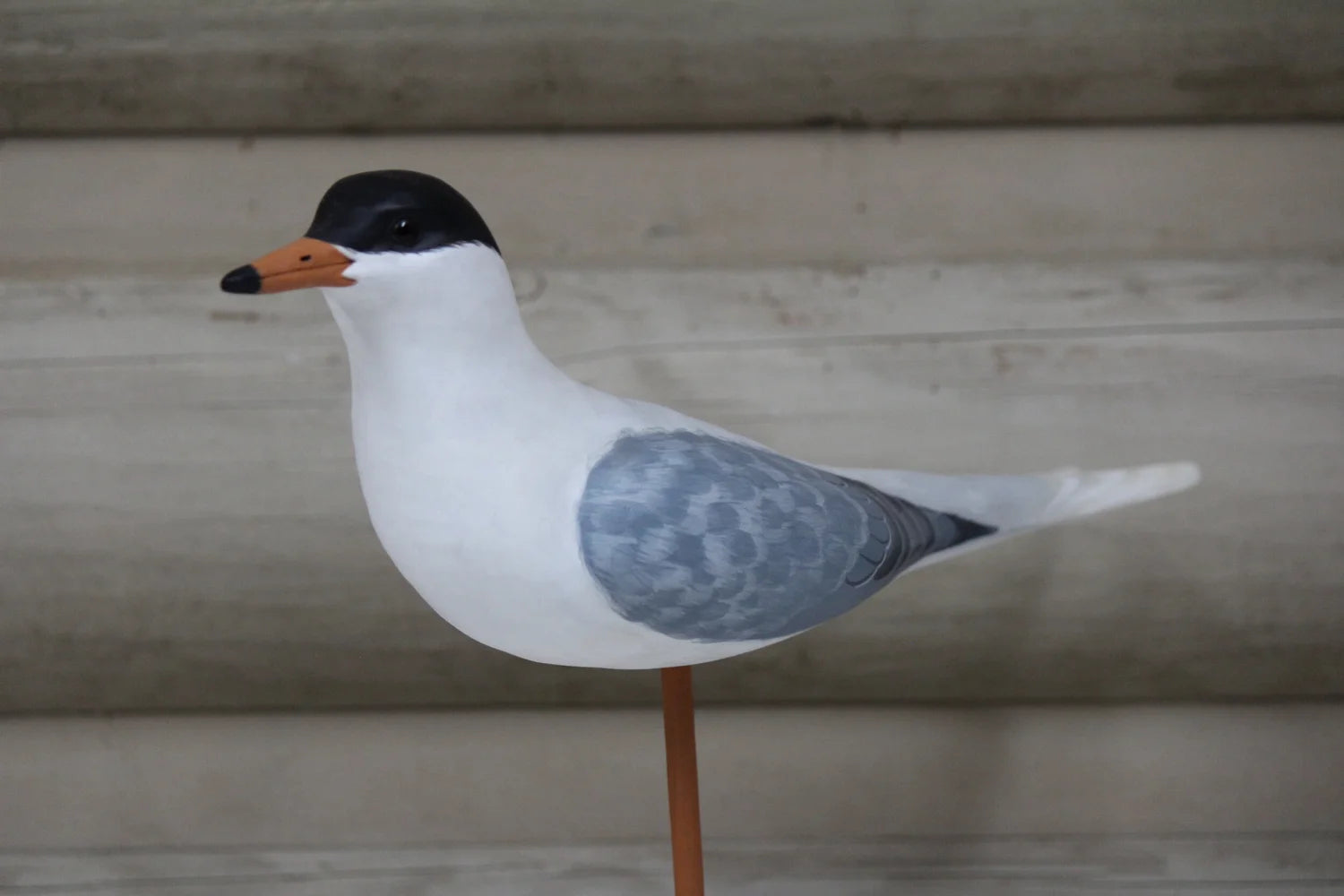 Black Headed Gull