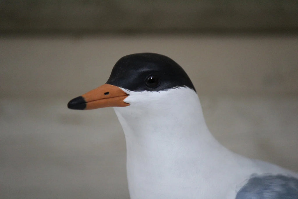 Black Headed Gull