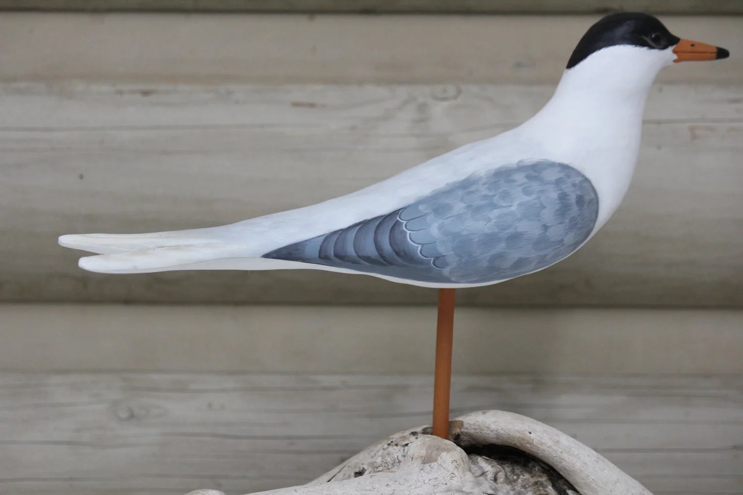 Black Headed Gull