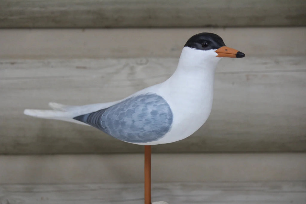 Black Headed Gull