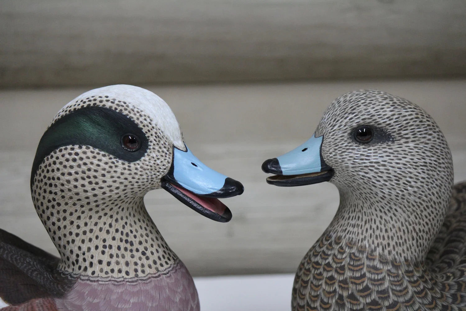 Widgeons