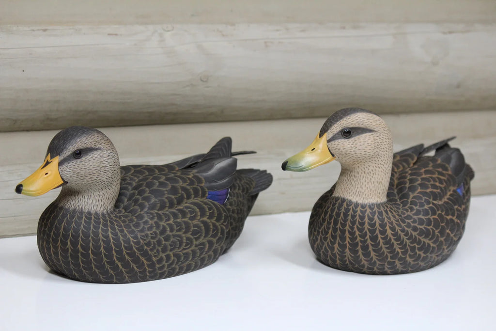 Black Ducks