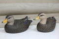 Black Ducks