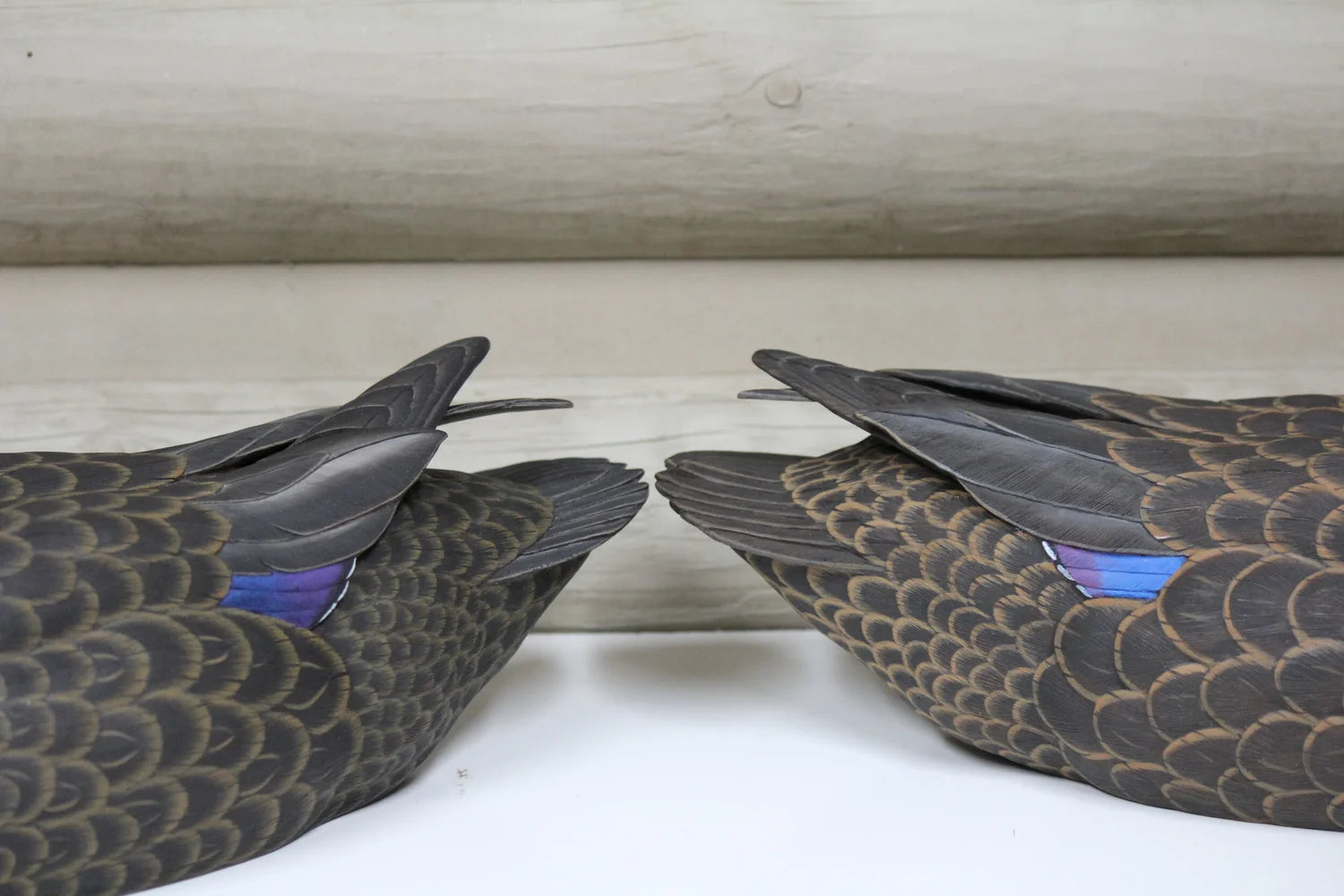 Black Ducks