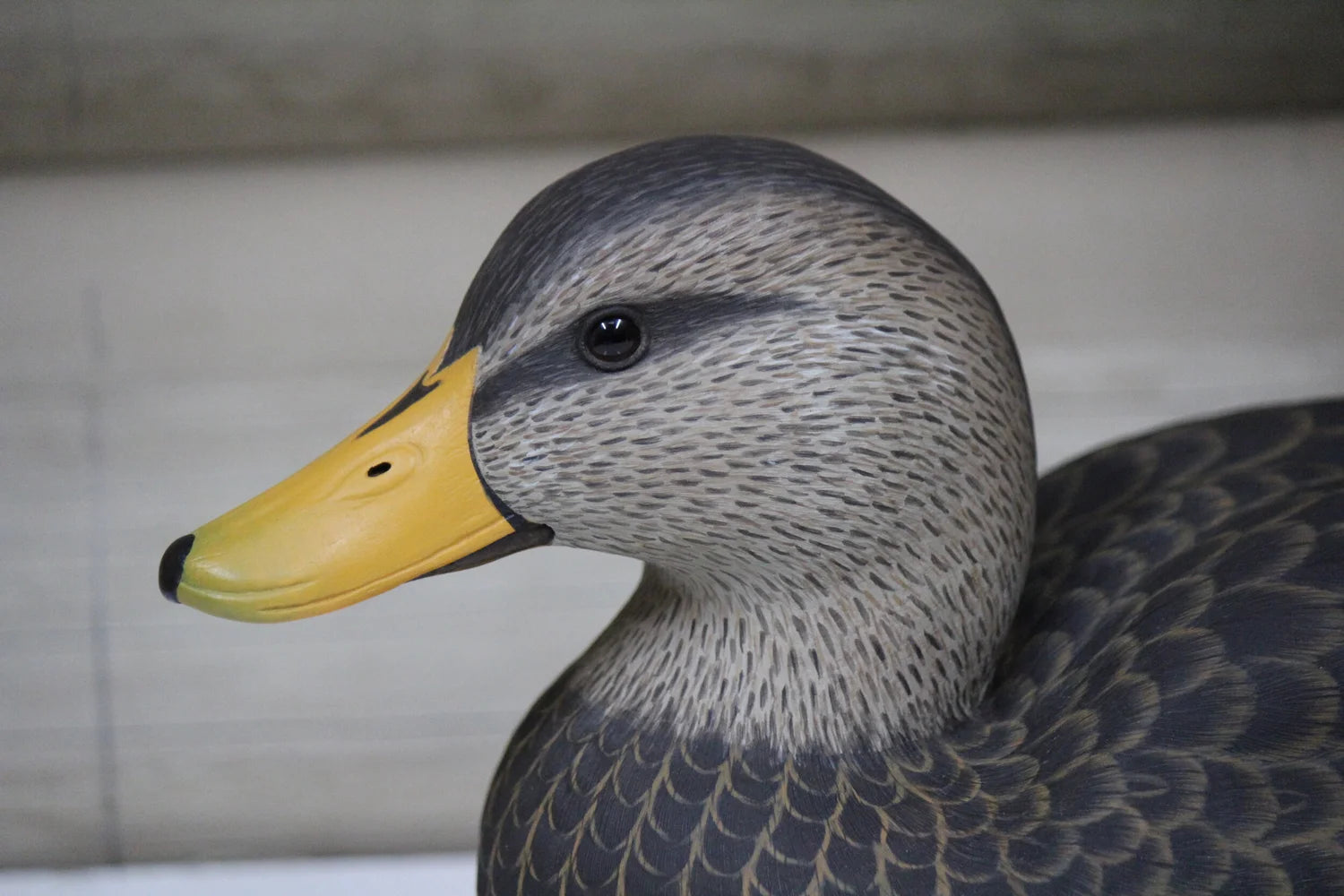 Black Ducks