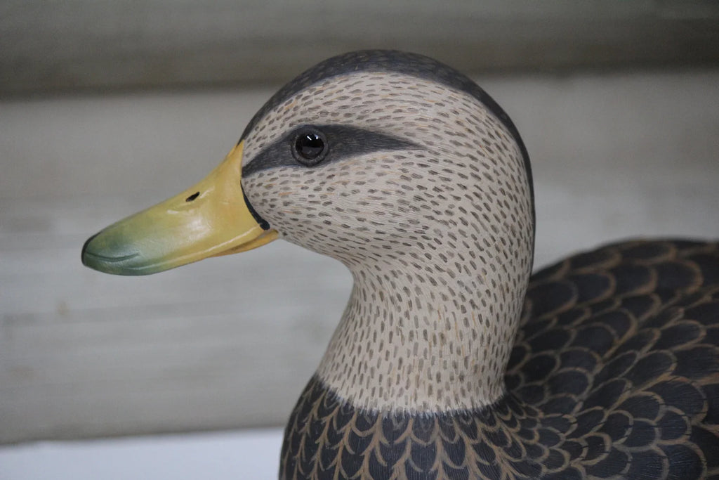 Black Ducks