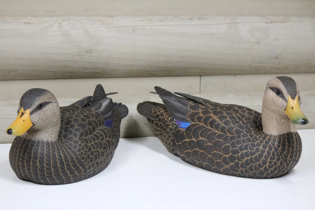 Black Ducks