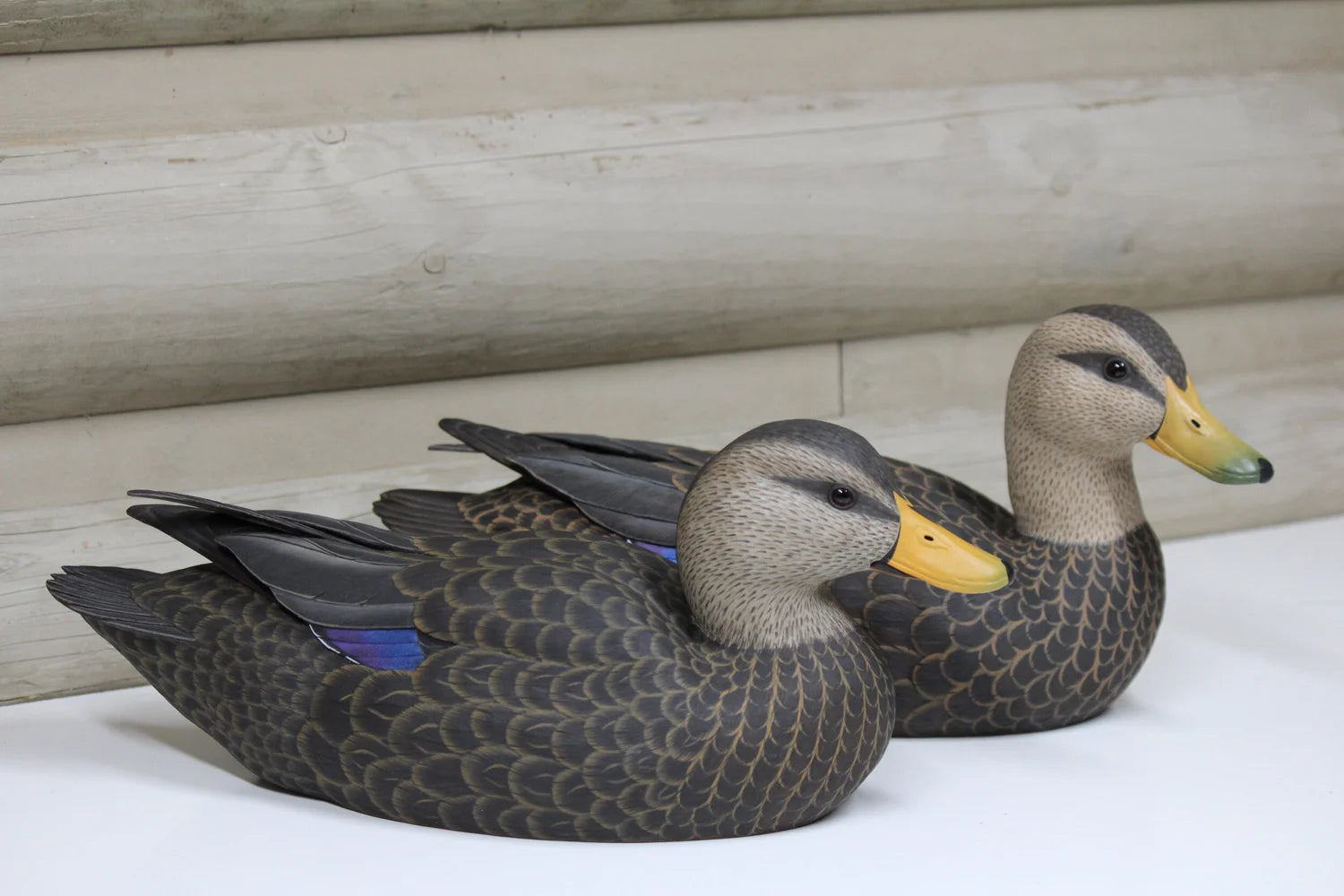 Black Ducks
