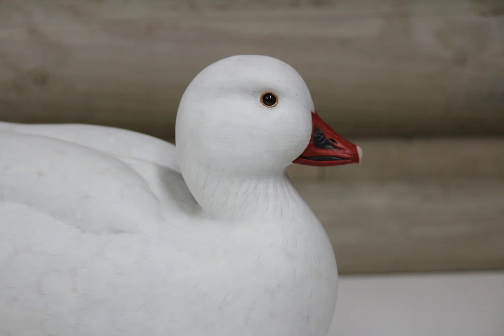 Ross's Goose