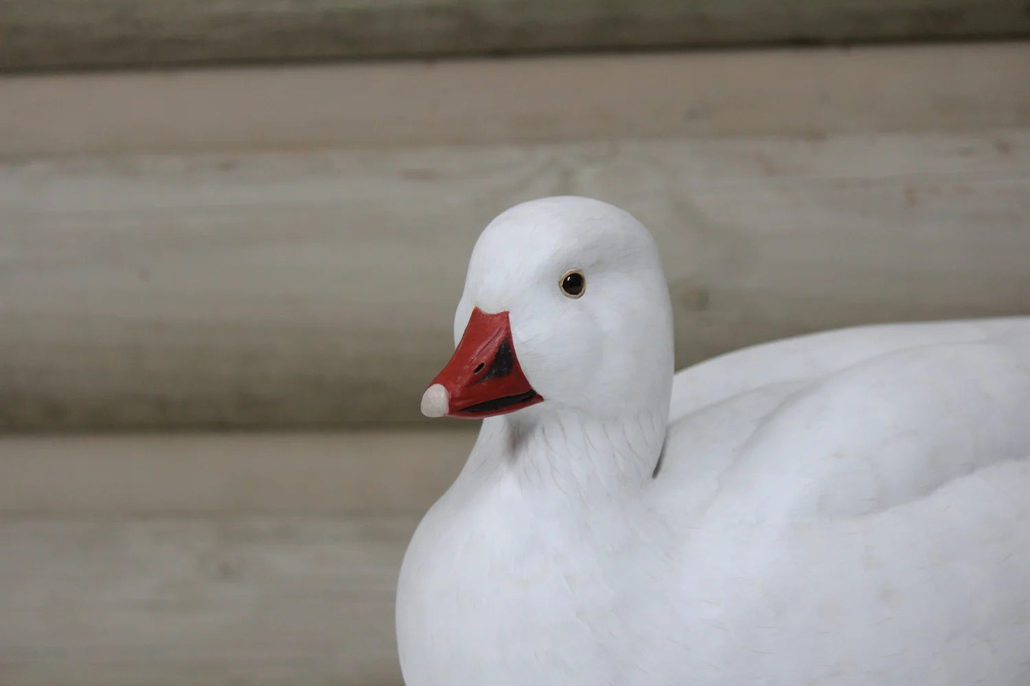 Ross's Goose