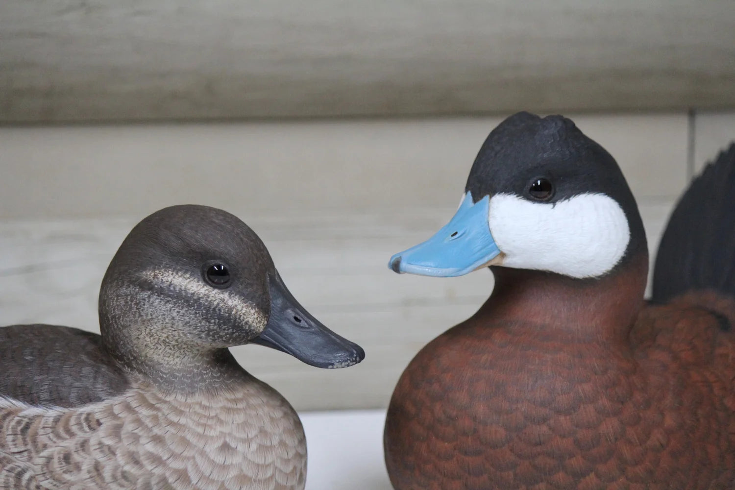 Ruddy Ducks